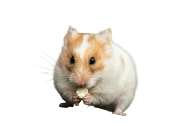 Hamster