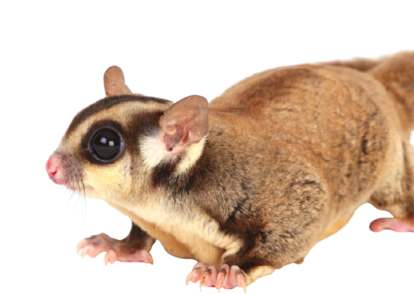 Sugar Glider